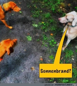 Haben-die-beiden-einen-Sonnenbrand?.jpg auf www.funpot.net