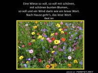 Eine Wiese mit Blumen
