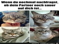 Grimmiges Katzengesicht