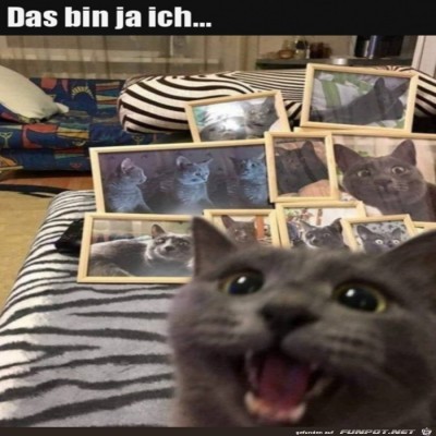 Katze-freut-sich-&uuml;ber-Fotos.jpg von Noah75