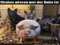 Schweinischer Anführer