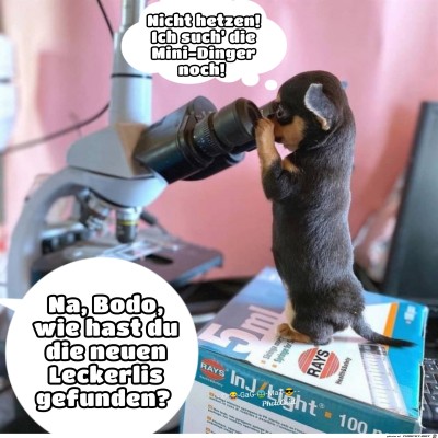 Mini-Leckerli.jpg von Bonobo666