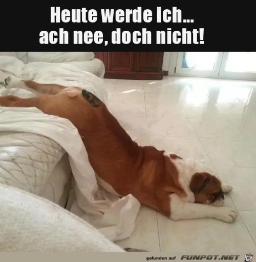 Zu-faul.jpg auf www.funpot.net