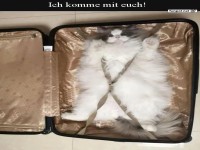 Reisefertig: Katze im Koffer