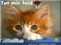 Niedliches Ktzchen sagt Entschuldigung