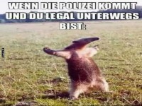 Der legale Tanz im Feld