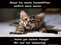 Wenn Katzen Unsinn miauen