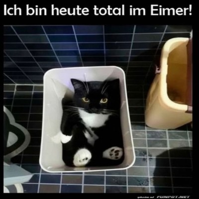 Katzen-Wellness-im-Eimer.jpg von Felia-51