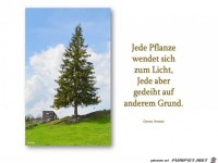 jede pflanze