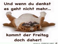 Der Freitag