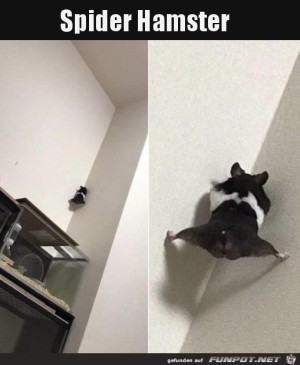 Kletterfreudiger-Hamster.jpg auf www.funpot.net