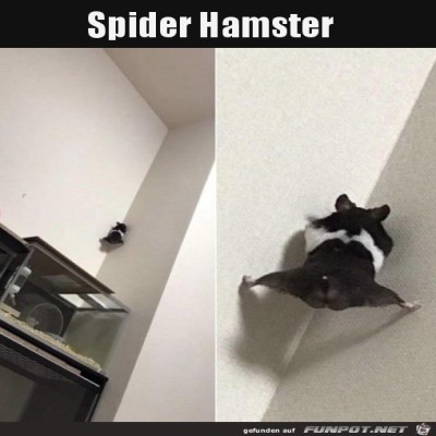 Kletterfreudiger-Hamster.jpg von Emilia