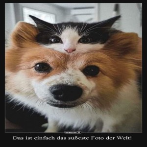 Niedliches-Tierduo:-Hund-und-Katze-zusammen.jpg von Jack-1992