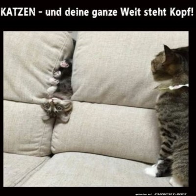 Katzen.jpg von Lydia