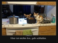 Katzenchefkoch und Hundesouschef in Aktion