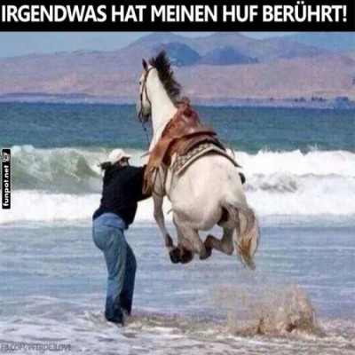 Pferd-am-Strand:-Flieg-oder-Schwimm!.jpg von Mattis