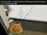 Katzenspuren oder doch Pfoten-Shortcuts?