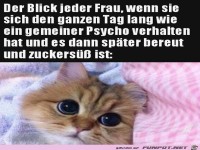 Dieser Katzen-Blick
