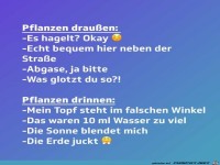 Pflanzen drinnen und drauen