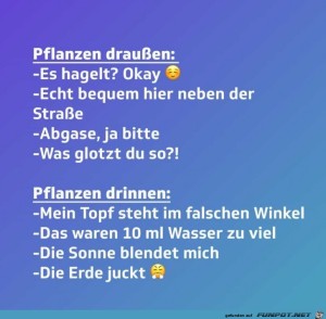 Pflanzen-drinnen-und-drauen.jpg auf www.funpot.net