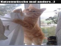 Katzenw�sche
