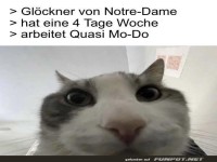 Katze macht Witz �ber Gl�ckner's Arbeitswoche