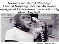 Affe telefoniert mit Montag