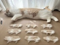 Schlafende Katze und neun Fellfiguren