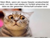 Wenn Katzen das Finanzamt verstehen k�nnten
