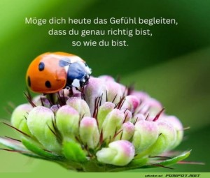 herz-Bild: Ein Marienk&auml;fer inspiriert: Du bist perfekt!