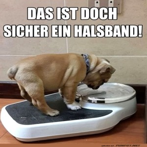 Modischer-Welpe-entdeckt-neuen-Stil.jpg von SexOnTheBeach