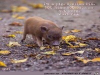 ich bin ein Schwein