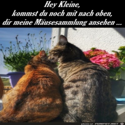 M&auml;usesammlung-ansehen.jpg von Mia