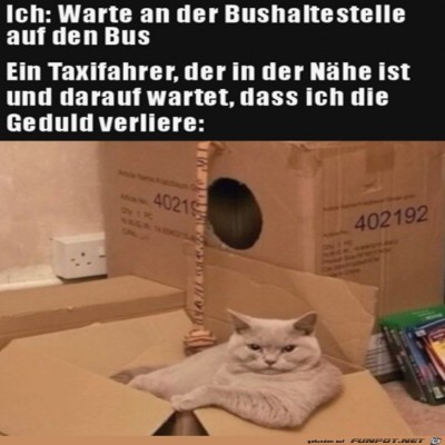 Katze-ist-wie-Taxifahrer.jpg von Ida