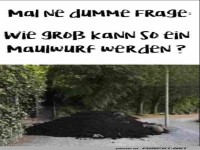 Dumme Frage
