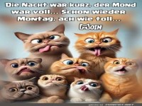 Montagmorgen mit lustigen Katzen