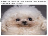 Ser Hund mit witzigem Kommentar