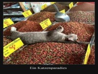 Katzenurlaub auf dem Kruterbuffet