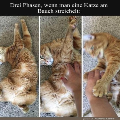 Katzen-Philosophie-zum-Bauchstreicheln.jpg von Roger05