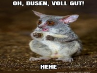 Ein Lemur auf Entdeckungstour!