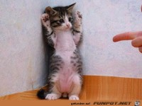 eine �ngstliche Katze