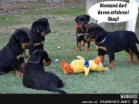 niemand darf davon erfahren 