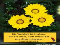 Die Weisheit