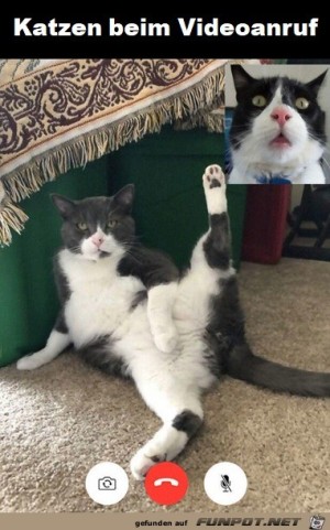 Katzen-beim-Videoanruf.jpg auf www.funpot.net