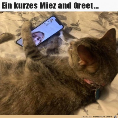 Miez-and-Greet.jpg von Noah75