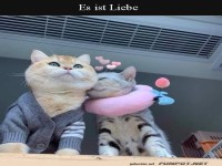 Zwei kuschelnde Katzen