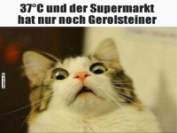 Lustige Katze bei Hitze