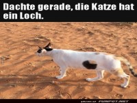 Camouflage-Katze mit Spezialeffekt!