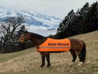 Pferd im Wald verirrt: Kein Hirsch!
