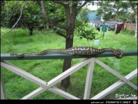 ich such unsere katze